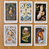 Woodland Wardens Oracle Deck and Guideboook