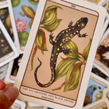 Woodland Wardens Oracle Deck and Guideboook