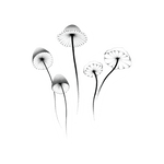 Mushrooms Temporary Tattoo Set - Confía Collective