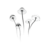 Mushrooms Temporary Tattoo Set - Confía Collective