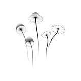 Mushrooms Temporary Tattoo Set